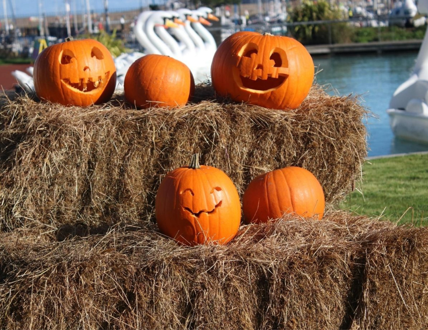 Pumpkins at Pickie Funpark in Bangor